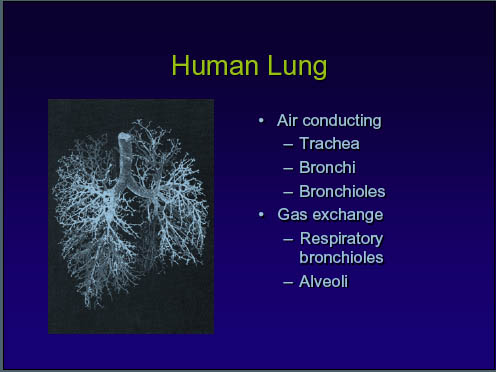 Human Lung - US EPA-slide