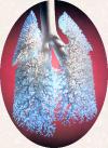 lung10.jpg - 4649 Bytes